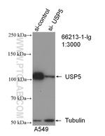 USP5 Antibody in Western Blot (WB)