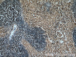 PD-1/CD279 Antibody in Immunohistochemistry (Paraffin) (IHC (P))