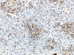 PD-1/CD279 Antibody in Immunohistochemistry (Paraffin) (IHC (P))