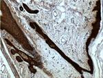 14-3-3 sigma Antibody in Immunohistochemistry (Paraffin) (IHC (P))