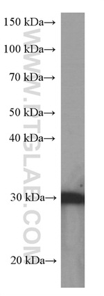 14-3-3 sigma Antibody in Western Blot (WB)