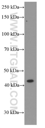 APOA4 Antibody in Western Blot (WB)