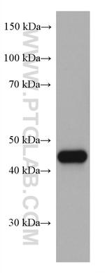 PAI-1 Antibody in Western Blot (WB)