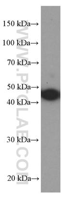 PAI-1 Antibody in Western Blot (WB)