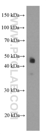 PAI-1 Antibody in Western Blot (WB)