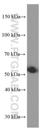 SRPX2 Antibody in Western Blot (WB)