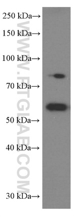 SRPX2 Antibody in Western Blot (WB)