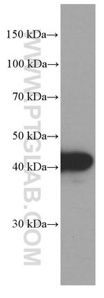 VPS37A Antibody in Western Blot (WB)