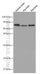 MMP3 Antibody in Western Blot (WB)