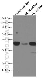 SIX2 Antibody in Western Blot (WB)