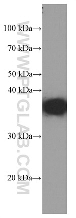 SIX2 Antibody in Western Blot (WB)