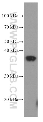 SIX2 Antibody in Western Blot (WB)