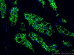 COX2/ Cyclooxygenase 2 Antibody in Immunohistochemistry (PFA fixed) (IHC (PFA))