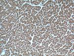 Cardiac Troponin I Antibody in Immunohistochemistry (Paraffin) (IHC (P))