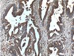 Occludin Antibody in Immunohistochemistry (Paraffin) (IHC (P))