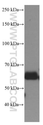 Occludin Antibody in Western Blot (WB)