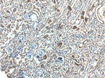 Occludin Antibody in Immunohistochemistry (Paraffin) (IHC (P))