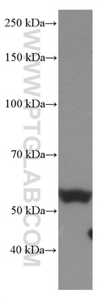 Occludin Antibody in Western Blot (WB)