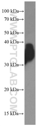 OGN Antibody in Western Blot (WB)