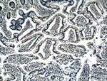 BMP2 Antibody in Immunohistochemistry (Paraffin) (IHC (P))