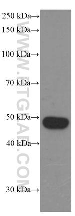 BMP2 Antibody in Western Blot (WB)