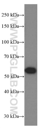 NAMPT/PBEF Antibody in Western Blot (WB)