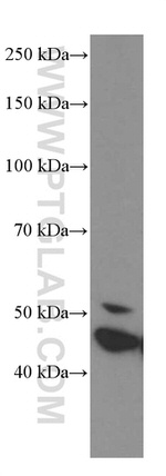 GSDMD Antibody in Western Blot (WB)