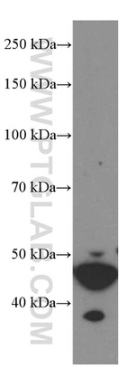 GSDMD Antibody in Western Blot (WB)