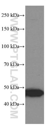 GSDMD Antibody in Western Blot (WB)