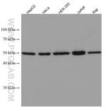 Cyclin A2 Antibody in Western Blot (WB)