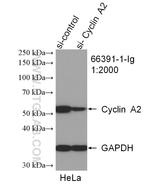 Cyclin A2 Antibody in Western Blot (WB)