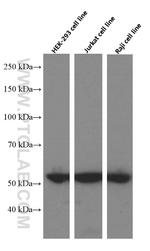 Cyclin A2 Antibody in Western Blot (WB)