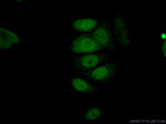 Cyclin A2 Antibody in Immunocytochemistry (ICC/IF)