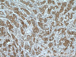 FOXO3A Antibody in Immunohistochemistry (Paraffin) (IHC (P))