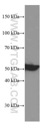 COPS2 Antibody in Western Blot (WB)