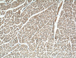 KChIP1 Antibody in Immunohistochemistry (Paraffin) (IHC (P))