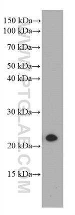 CBX3 Antibody in Western Blot (WB)
