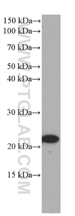 CBX3 Antibody in Western Blot (WB)