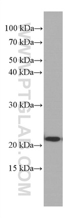 CBX3 Antibody in Western Blot (WB)