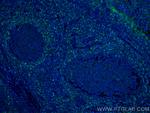 HVCN1 Antibody in Immunohistochemistry (PFA fixed) (IHC (PFA))