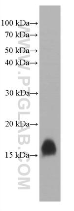 TFF2 Antibody in Western Blot (WB)