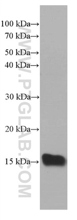 TFF2 Antibody in Western Blot (WB)