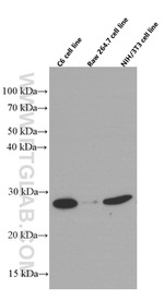 RhoGDI Antibody in Western Blot (WB)