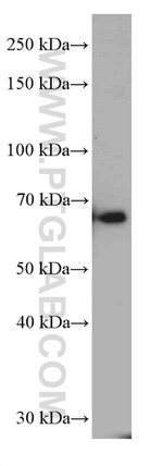 G3BP1 Antibody in Western Blot (WB)