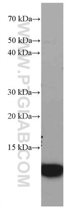 S100A4 Antibody in Western Blot (WB)