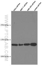 CCAR2 Antibody in Western Blot (WB)