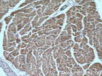 TRAF6 Antibody in Immunohistochemistry (Paraffin) (IHC (P))