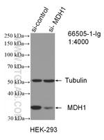 MDH1 Antibody in Western Blot (WB)