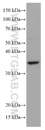 MDH1 Antibody in Western Blot (WB)