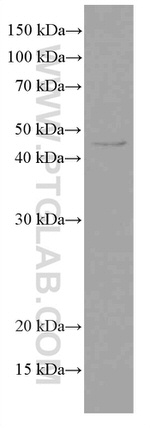 TIP47 Antibody in Western Blot (WB)